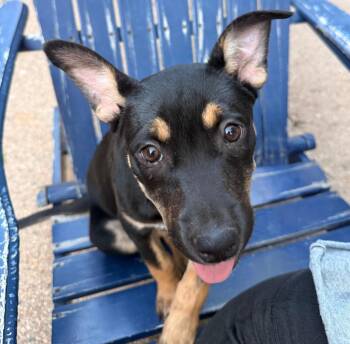 Mirrian -  Pit Bull Terrier and Cattle Dog Dog for Adoption in Fort Lupton, Colorado - Mirrian | PetCurious