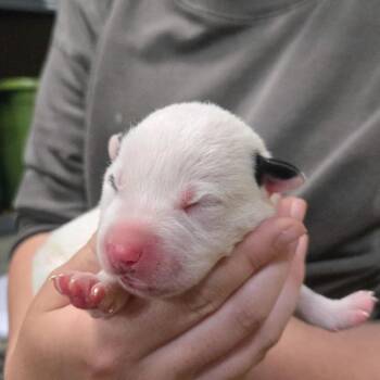 MJ -  Mixed Breed Dog for Adoption in Branson, Missouri - MJ | PetCurious