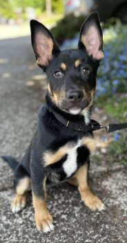 German Shepherd Dog Dogs Available for Adoption in Portland, Oregon - Mia | PetCurious