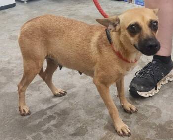 261423  Mama -  Terrier Dog for Adoption in Wetumpka, Alabama - 261423  Mama | PetCurious