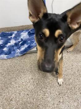Selenium -  German Shepherd Dog Dog for Adoption in Vancouver, Washington - Selenium | PetCurious