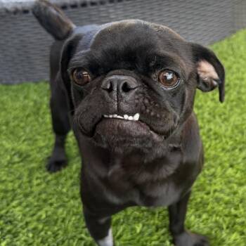 Puggy -  Pug Dog for Adoption in Las Vegas, Nevada - Puggy | PetCurious