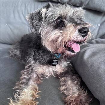 Schnauzer Dogs Available for Adoption in New York, New York - Isabella | PetCurious