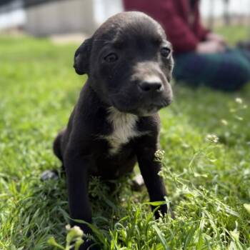 American Staffordshire Terrier Dogs Available for Adoption - Aquarius | PetCurious