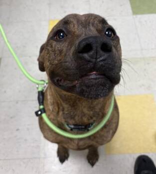 Pit Bull Terrier Dogs Available for Adoption in Sioux City, Iowa - Kobe | PetCurious