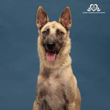 Rescue Shepherd Dogs for Adoption in Houston, Texas - Miranda | PetCurious