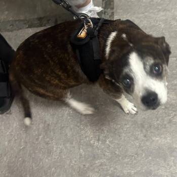 Jack Russell Terrier Dogs Available for Adoption in Philadelphia, Pennsylvania - Hazelnut | PetCurious