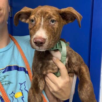 Rhodesian Ridgeback Dogs Available for Adoption in Wahiawa, Hawaii - Moose | PetCurious