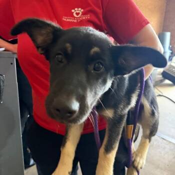 Movita -  Shepherd Dog for Adoption in Birmingham, Alabama - Movita | PetCurious