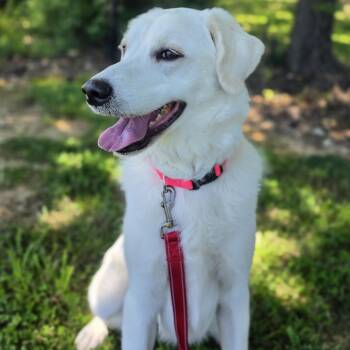 Labrador Retriever Dogs Available for Adoption in Lowell, Arkansas - O.B. | PetCurious