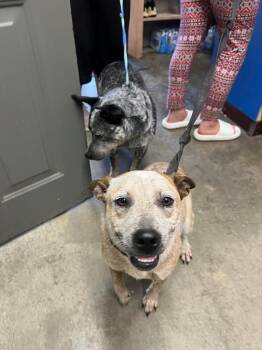 Willow -  Australian Cattle Dog Blue Heeler Dog for Adoption in Murray, Kentucky - Willow | PetCurious