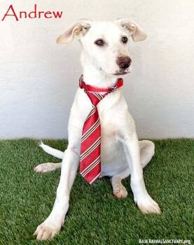Rescue Labrador Retriever Dogs for Adoption in San Diego, California - Andrew | PetCurious