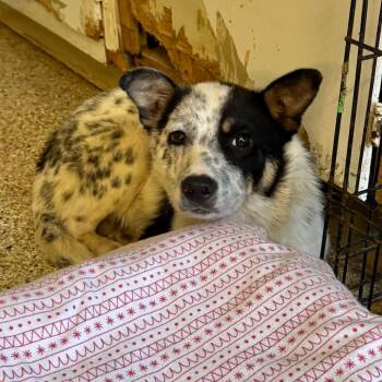 Everett -  Australian Cattle Dog Blue Heeler and Mixed Breed Dog for Adoption in Brownsboro, Alabama - Everett | PetCurious