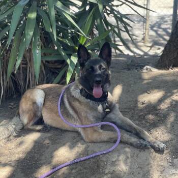 Jules -  Belgian Shepherd Malinois and Mixed Breed Dog for Adoption in Riverside, California - Jules | PetCurious