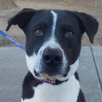 Rescue Spaniel and Pointer Dogs for Adoption in Austin, Texas - Bobby JuM | PetCurious
