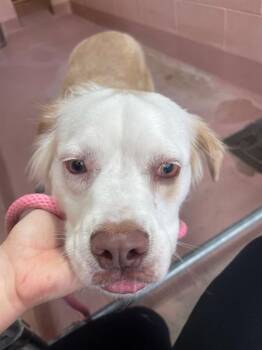 SNOWBALL -  Mixed Breed Dog for Adoption in Columbia, South Carolina - SNOWBALL | PetCurious