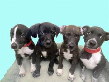 BEAR -  Labrador Retriever and Mixed Breed Dog for Adoption in Fort Lauderdale, Florida - BEAR | PetCurious