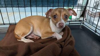 Lucky -  Chihuahua Dog for Adoption in Evansville, Indiana - Lucky | PetCurious