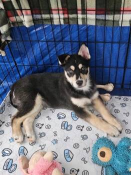 Husky and Shepherd Dogs Available for Adoption - Very Peri | PetCurious