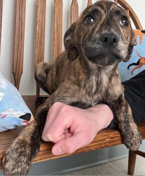 Mixed Breed Dogs Available for Adoption - Eloise | PetCurious