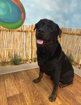 Brucey -  Rottweiler Dog for Adoption in Ocala, Florida - Brucey | PetCurious