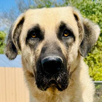 Chico -  Great Pyrenees and Anatolian Shepherd Dog for Adoption in Lebanon, Missouri - Chico | PetCurious