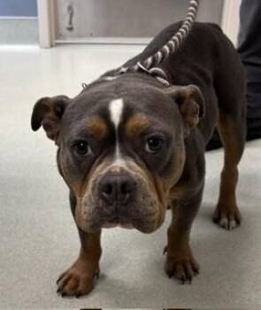 Delilah -  Pit Bull Terrier Dog for Adoption in Maryville, Tennessee - Delilah | PetCurious