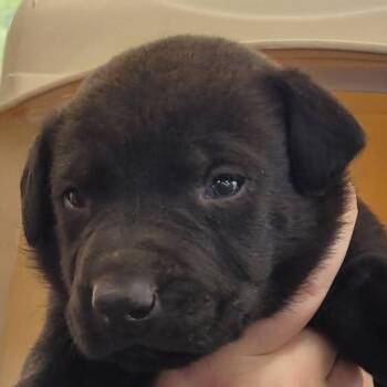 Retriever Dogs Available for Adoption in Montgomery, Alabama - Dragonfly | PetCurious