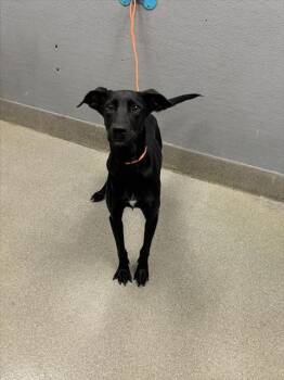 Rescue Labrador Retriever Dogs for Adoption in Las Vegas, Nevada - DELILAH | PetCurious