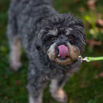 Mixed Breed Dogs Available for Adoption in Hampton Bays, New York - Caesar | PetCurious