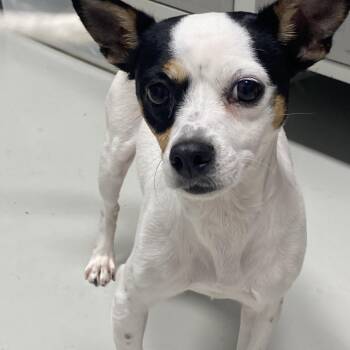 Minnie -  Rat Terrier Dog for Adoption in Hartford, Kentucky - Minnie | PetCurious