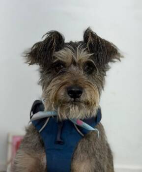 Nico-One of our Amazing Rescue Dogs -  Schnauzer and Schnoodle Dog for Adoption in Carlsbad, California - Nico-One Of Our Amazing Rescue Dogs | PetCurious