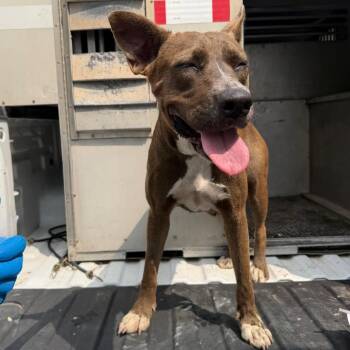 Laura -  Pit Bull Terrier and Shepherd Dog for Adoption in Edinburg, Texas - Laura | PetCurious