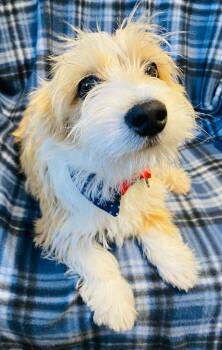 Terrier and Chihuahua Dogs Available for Adoption - Dandy | PetCurious