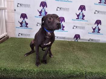 Rescue Pit Bull Terrier Dogs for Adoption in Orlando, Florida - SKIPPY | PetCurious