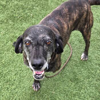 Hound and Mountain Cur Dogs Available for Adoption in Chattanooga, Tennessee - Barbara | PetCurious