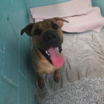 Scooby -  Mixed Breed Dog for Adoption in Port Charlotte, Florida - Scooby | PetCurious