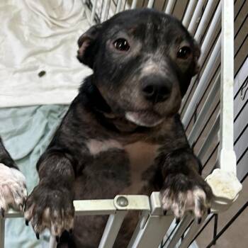 Jack -  Mixed Breed Dog for Adoption in Flagstaff, Arizona - Jack | PetCurious