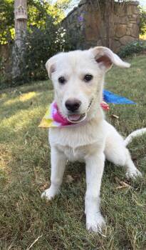 Butter -  Golden Retriever and Labrador Retriever Dog for Adoption - Butter | PetCurious