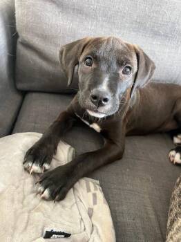 Labrador Retriever Dogs Available for Adoption in Oswego, Illinois - Josie | PetCurious