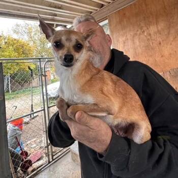 Chihuahua and Mixed Breed Dogs Available for Adoption - Chola | PetCurious