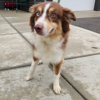 Australian Shepherd Dogs Available for Adoption in Fort Wayne, Indiana - Jewels | PetCurious