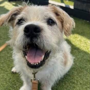 Malcolm -  Terrier and Mixed Breed Dog for Adoption in New York, New York - Malcolm | PetCurious