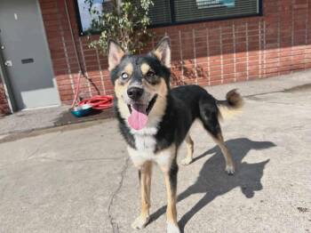 Rescue Siberian Husky Dogs for Adoption in Burnaby, British Columbia - Teddy | PetCurious