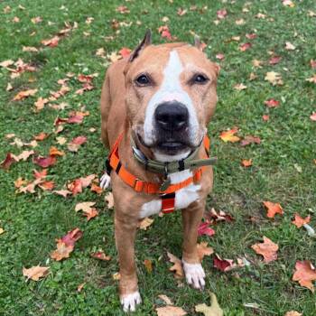 Stefano -  Mixed Breed Dog for Adoption in Bangall, New York - Stefano | PetCurious