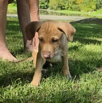 Clifford -  Mixed Breed Dog for Adoption in Cleveland, Texas - Clifford | PetCurious