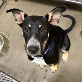 Hazel -  German Shepherd Dog Dog for Adoption in Midland, Texas - Hazel | PetCurious