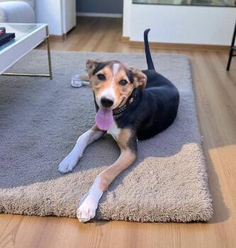 Rescue Foxhound Dogs for Adoption in Farmington, Connecticut - Penelope | PetCurious