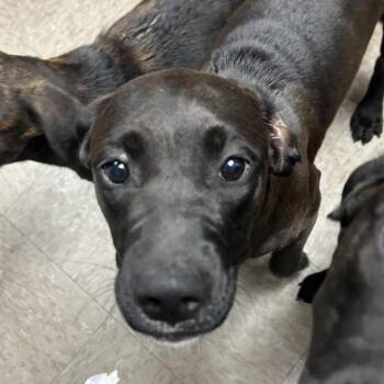Labrador Retriever Dogs Available for Adoption in Birmingham, Alabama - Tammy | PetCurious