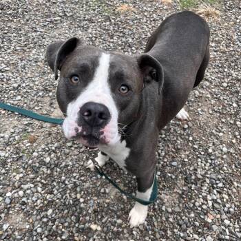 Peppers Le Pew -  Mixed Breed Dog Available for Adoption in Fairport, New York - Peppers Le Pew | PetCurious